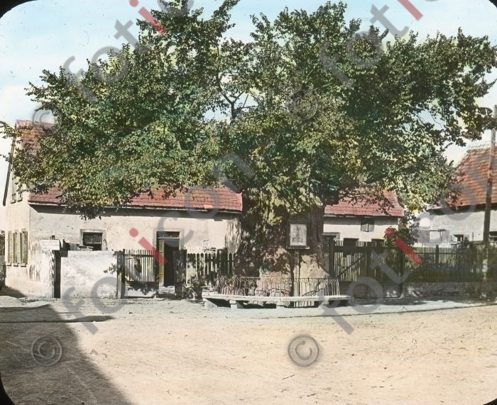 Der Lutherbaum | The Luther Tree (foticon-simon-150-029.jpg)